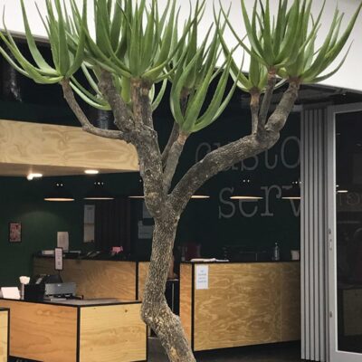 distinctive-silks-large-trees-aloe-tree-001