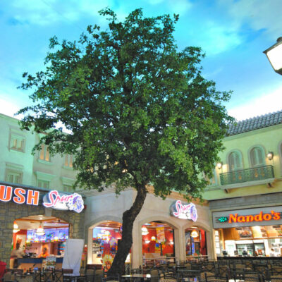 ornamental-ficus-tree-6.0mH-x-4.0mW-LRGT007