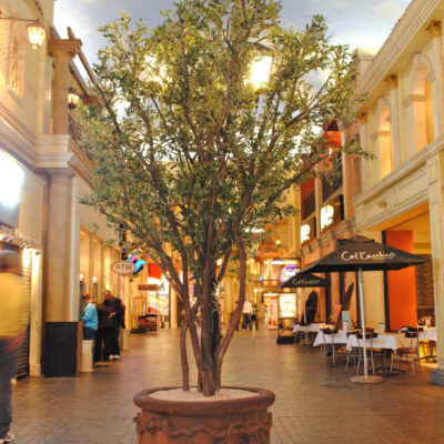 ornamental-olive-treemulti-stem-3.0mH-x-1.5mW-LRGT0014-1
